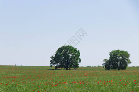 绿色小麦田和红色郁金香图片