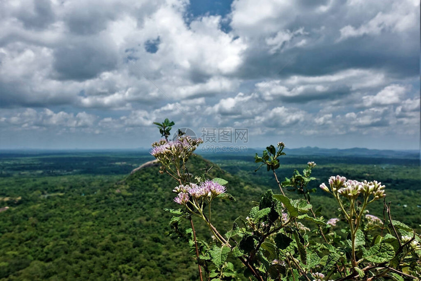 从锡吉里亚山顶俯瞰斯里兰卡前景是灌木的树枝和娇嫩的花朵远处图片
