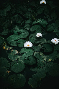 白莲花在池塘上开花图片