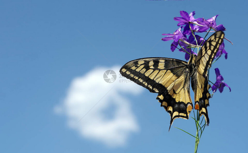 紫花上美丽的燕尾蝴蝶与蓝色天空相图片