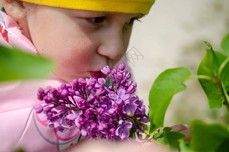一个未成年的孩子嗅着一束丁香花图片