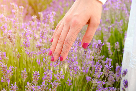 年轻女触摸紫色花朵顶部的鲜花图片