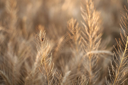 成熟小麦和瓢虫的小穗在自然黄色的田野中图片