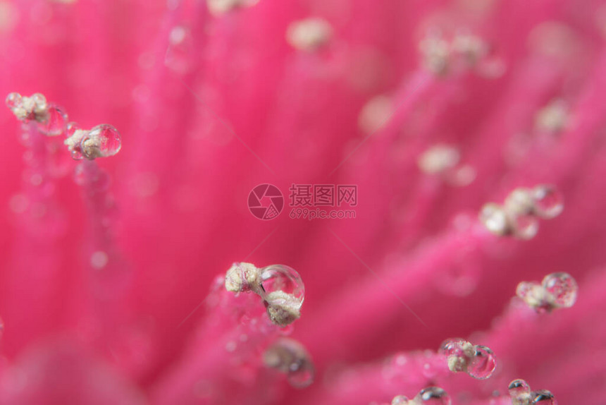 宏观背景粉红色花瓣上的水滴图片