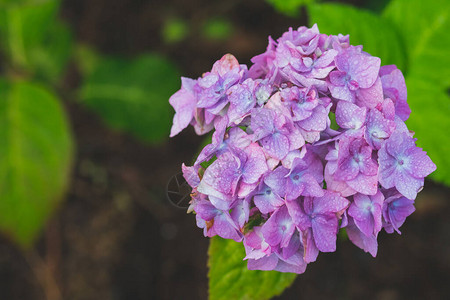 花园里的特写紫色绣球花一束绣图片