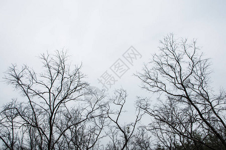 干枯的树枝与天空一起死去的背景图片