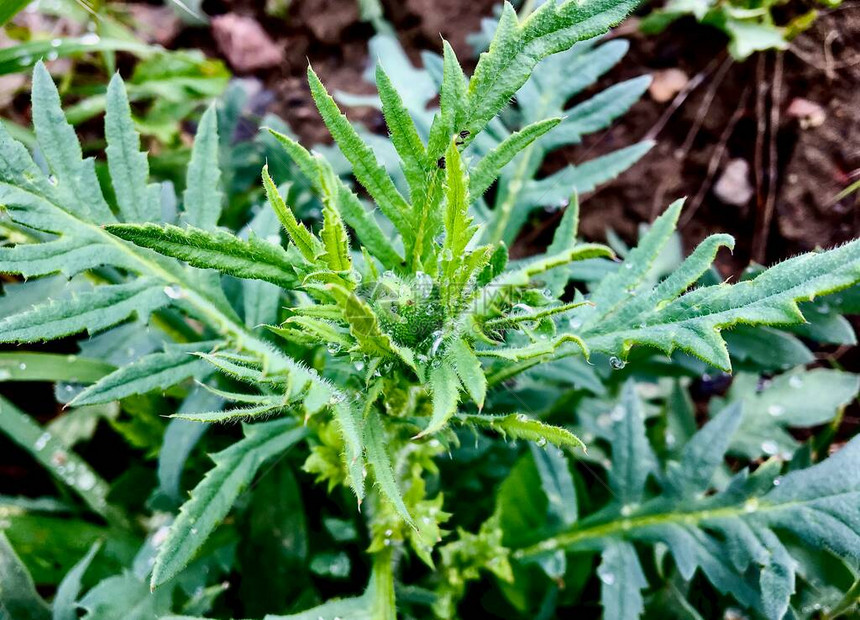 水飞蓟制剂用于治疗肝脏疾病脾脏疾病图片