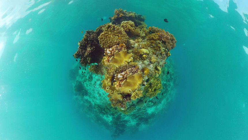 珊瑚礁上的热带鱼类水下景象图片
