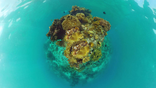 珊瑚礁上的热带鱼类水下景象图片