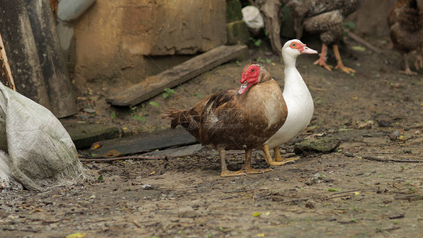 白鸭和棕鸭公鸡在地上行走图片