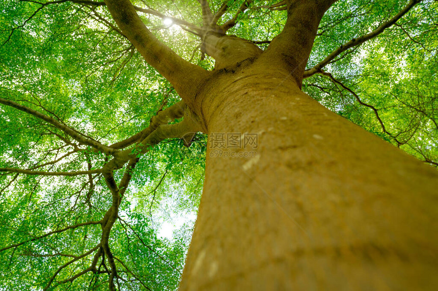 树干的底部视图到大树的绿叶在有阳光的热带森林中公园里清新的环境夏日花园里的绿色植物给氧气阳光明媚的日子里长着小图片