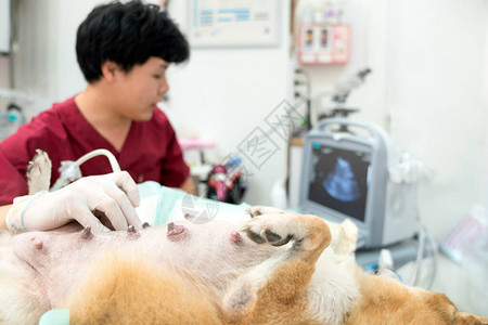 用超声波检查的柴犬的腹部图片