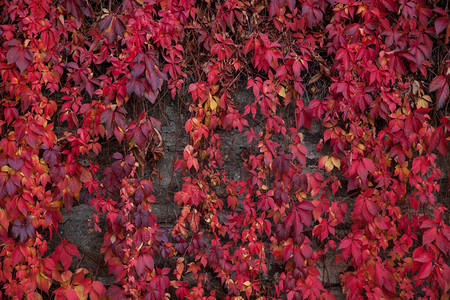 野葡萄红叶墙秋天的自然背景图片