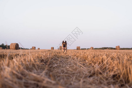 一只德国牧羊犬在新收割的麦田里奔跑图片