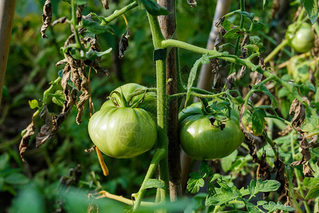 农场上的有机绿色番茄植物图片