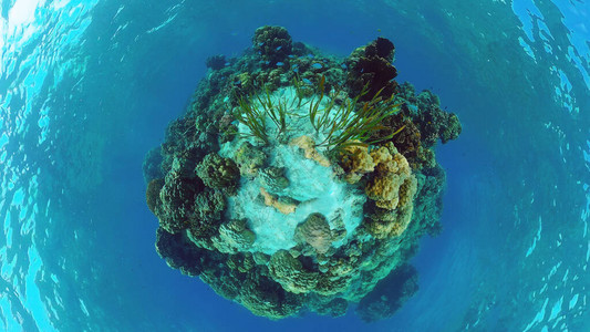 珊瑚礁水下与鱼类和海洋生物珊瑚礁和热带鱼菲律图片