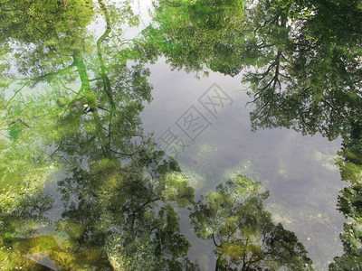 浅湖碧水镜中映天树冠池底可见石块图片