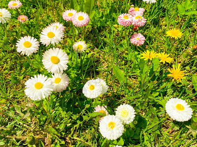 草坪上绿草背景上的小嫩雏菊图片