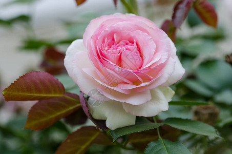 花园里美丽的粉红玫瑰春天美丽的玫瑰园花园里精致的粉红玫瑰背景图片