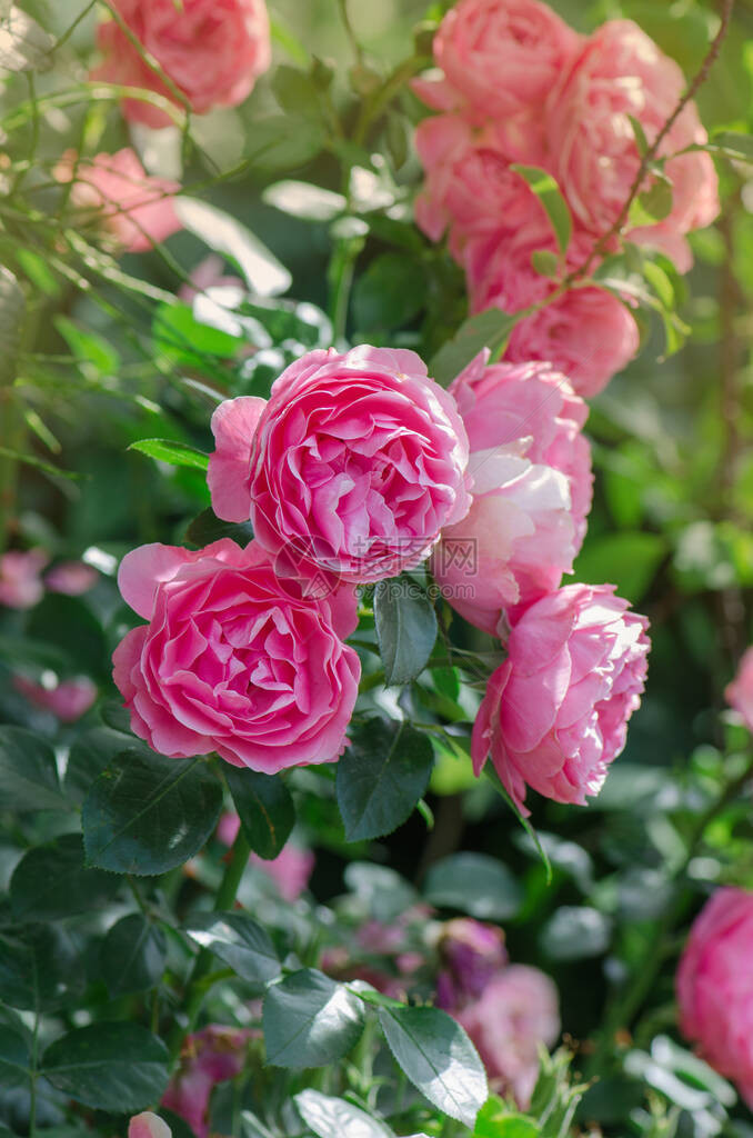 粉红色的玫瑰花开花的粉红玫瑰花园里的图片