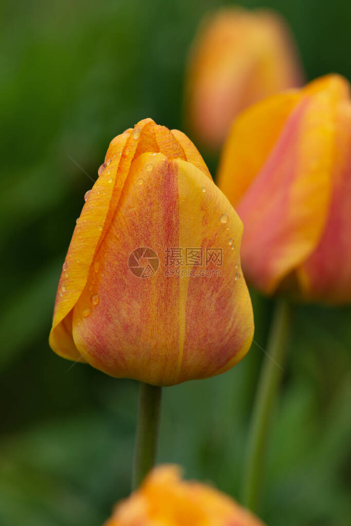 花瓣上有明亮的条纹带有条纹郁金香牛津精英的春天花园美丽的春天自然美图片