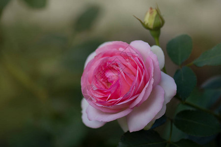 花园里美丽的粉红玫瑰春天美丽的玫瑰园花园里精致的粉红玫瑰花园里红图片