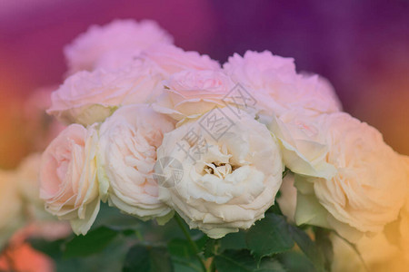 在花园里美丽的粉红色玫瑰花朵在花图片