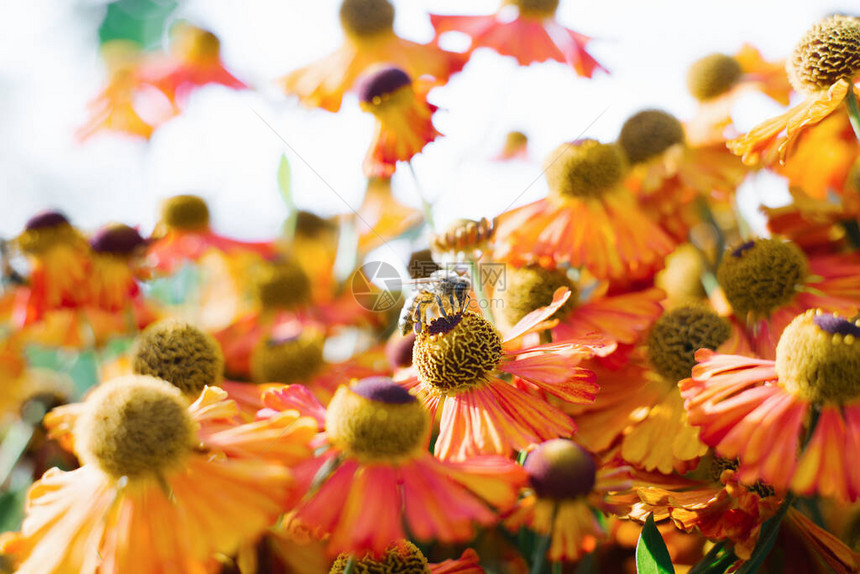 蜜蜂在花园里的秋氦橙花上花背景图片