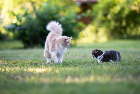 两只不同品种的猫面对长毛猫和短毛猫发出嘶高清图片