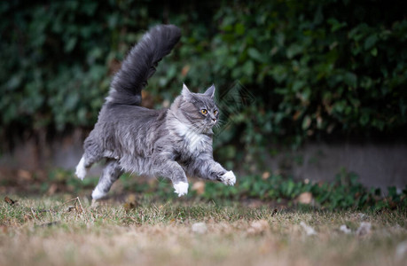 顽皮的缅因浣熊猫在后院干枯的上奔跑图片