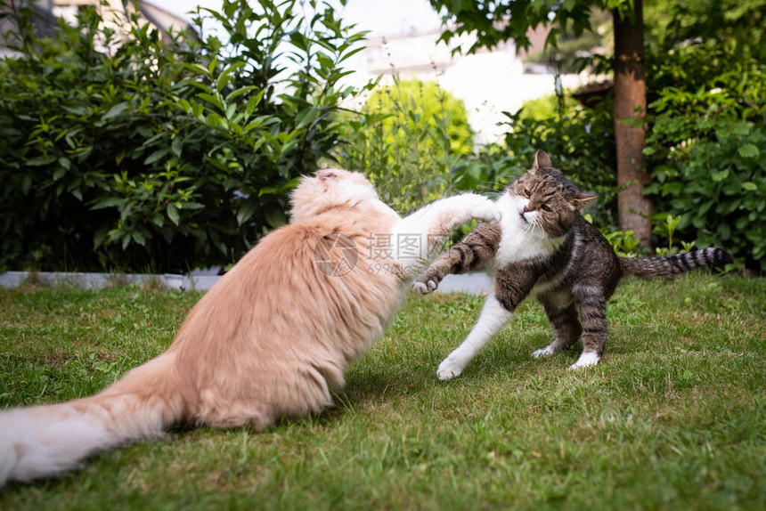 两只猫在后院打架强悍的英国短发和主猫举起爪子互相拳图片