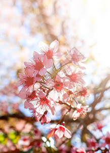 Prunuscerasoides开花柔焦和过光图片