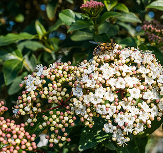 山楂的白花和芽蜜蜂在采蜜图片