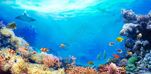 珊瑚礁的全景观图片