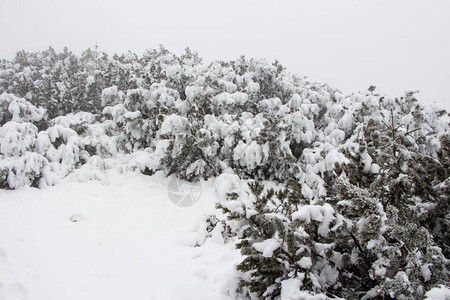 冬季风景雪盖冷冻树图片