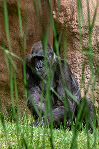ZOO的女猩最危险和最大的猴子看一图片