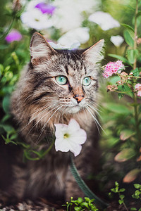 一只小猫在草地和鲜花的皮带上行走图片