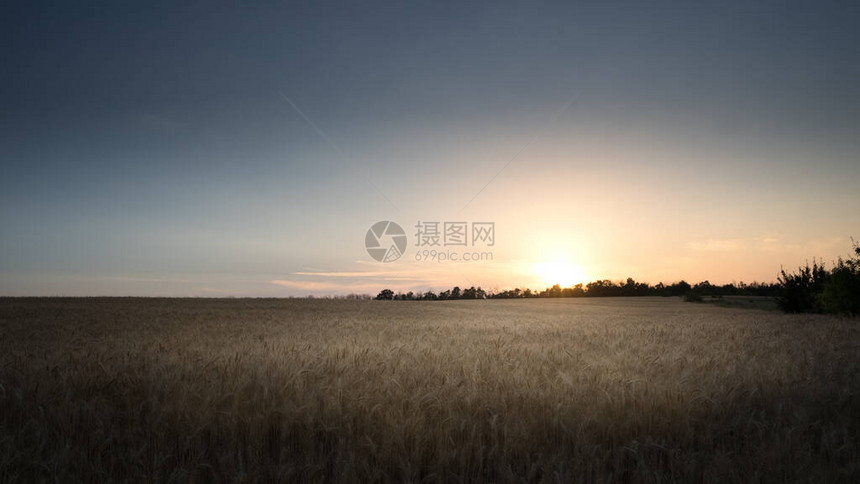 在麦田的背景的美丽的日落在农村草甸地区平线上的落日作物成熟图片