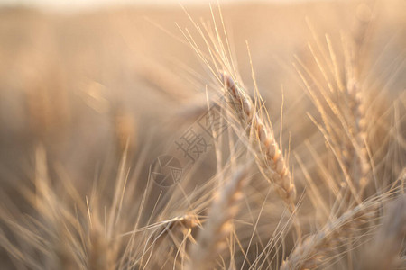 金麦的是闭合的阳光下的田园风光农业景观成熟的夏季背景麦图片