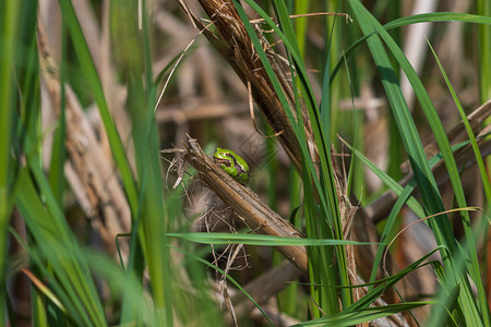 绿树青蛙HylaArborea坐在池塘里的一条图片