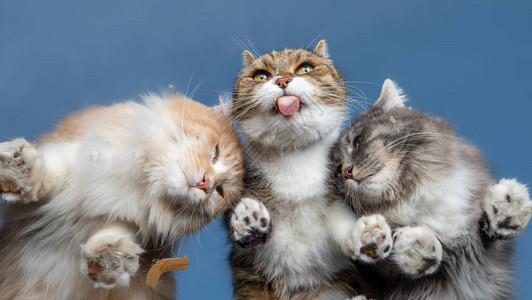 三只猫从蓝天前窗玻璃上舔猫麦芽图片