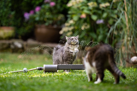 两只猫在看草坪喷水器花园的户外图片