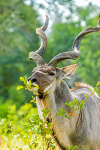 Kudu公牛在一个公园中大角图片