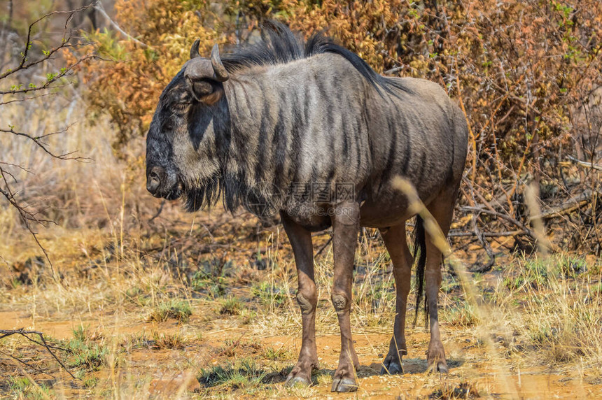 南非自然保护区在野外旅行期间孤立的蓝野生动物蓝野兽长毛虫或同族动物Ta图片