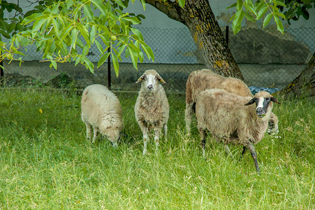 四只羊在核桃树下的绿色草地上图片