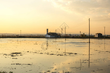 Valencia的农舍地中海传统稻田淹没了大米图片