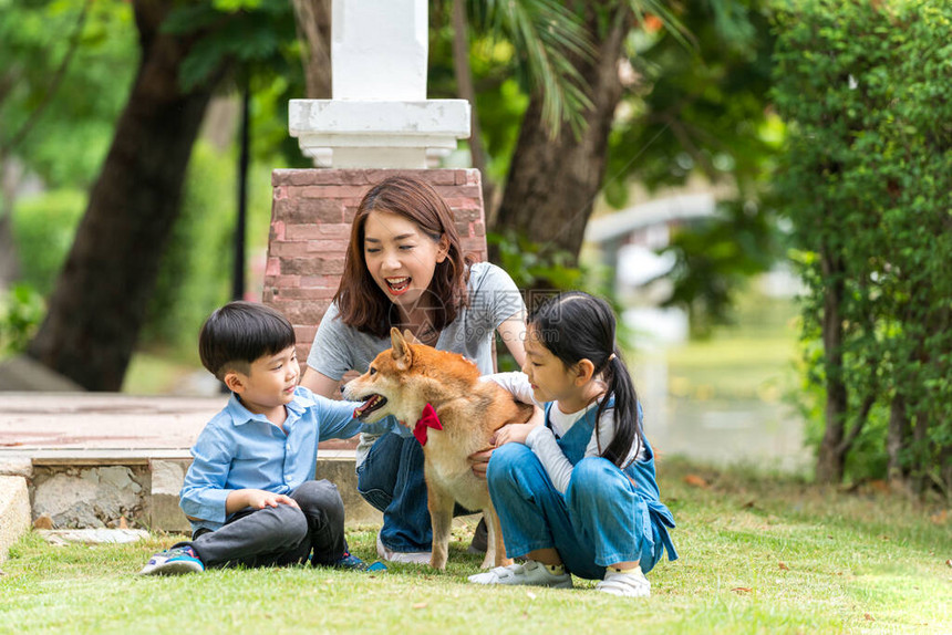 这家人有一对母女和儿子在公园里和柴犬玩耍一个亚洲家庭与柴犬玩耍图片