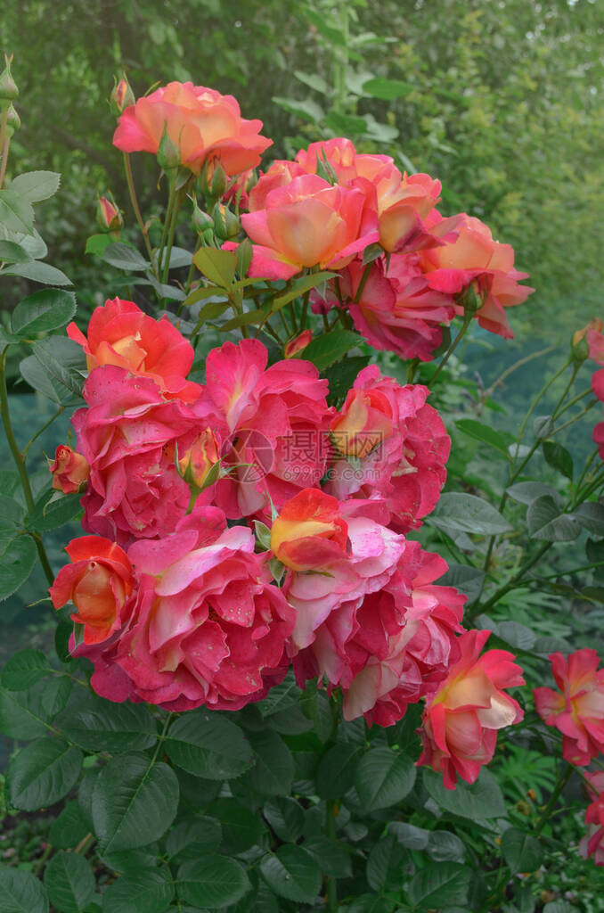 美丽的红玫瑰柠檬黄色加红色美丽的两图片