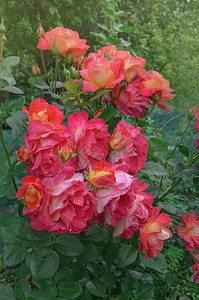 美丽的红玫瑰柠檬黄色加红色美丽的两图片