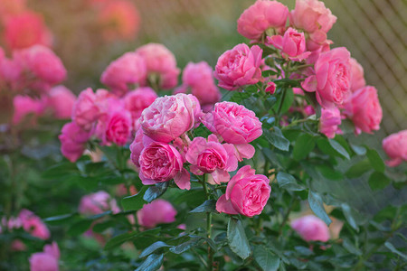 许多美丽的玫瑰钟楼在模糊的粉红玫瑰背景上的粉红玫瑰花园里玫瑰丛上图片